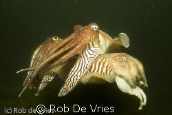 Two male Cuttlefisch figthing for a female (below). Pictu... by Rob De Vries 